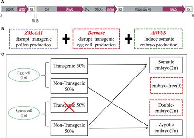 Double-seedlings and embryo-free seeds generated by genetic engineering